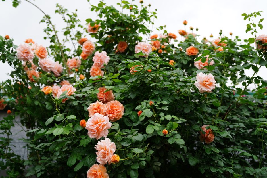 Vibrant orange roses blooming outdoors — when pruning roses Surrey BC