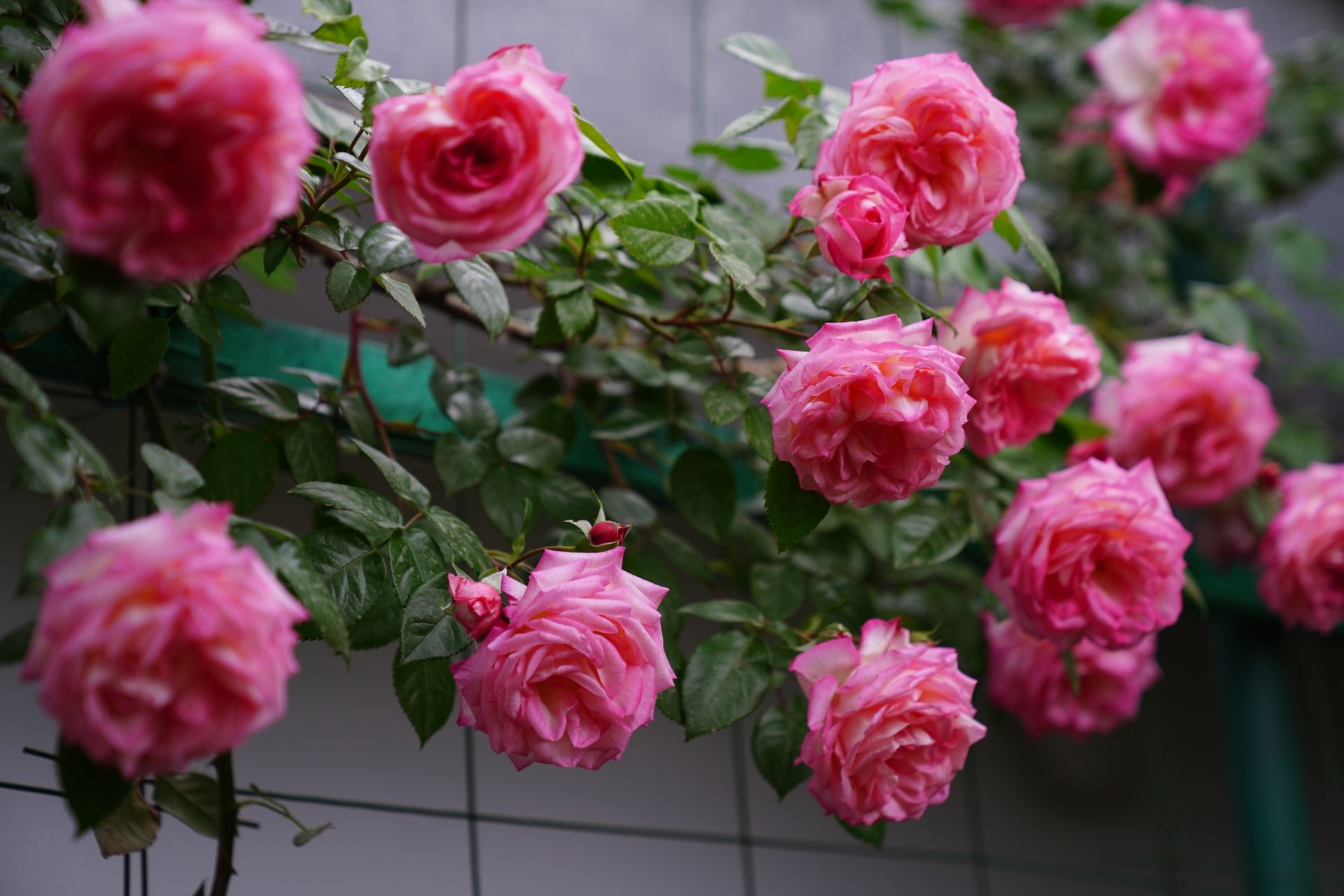 Beautiful pink roses blooming along a trellis outdoors in lush greenery.