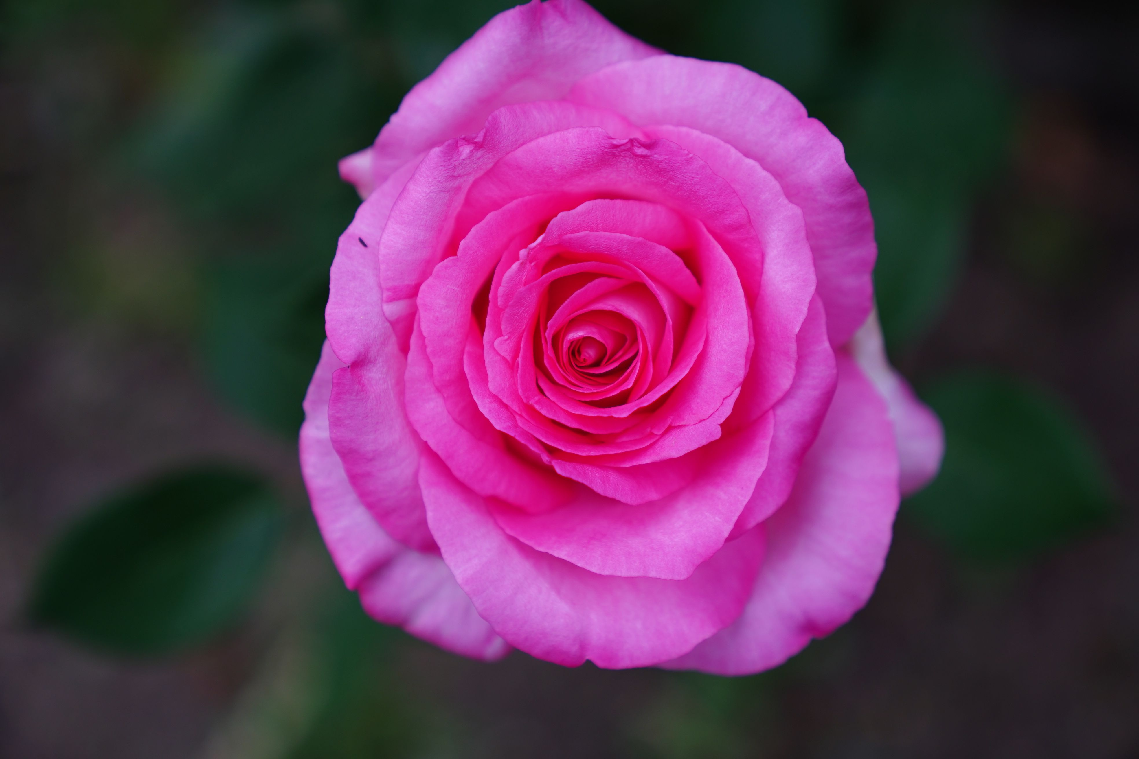 Close-Up Shot of a Vibrant Pink Rose · Free Stock Photo