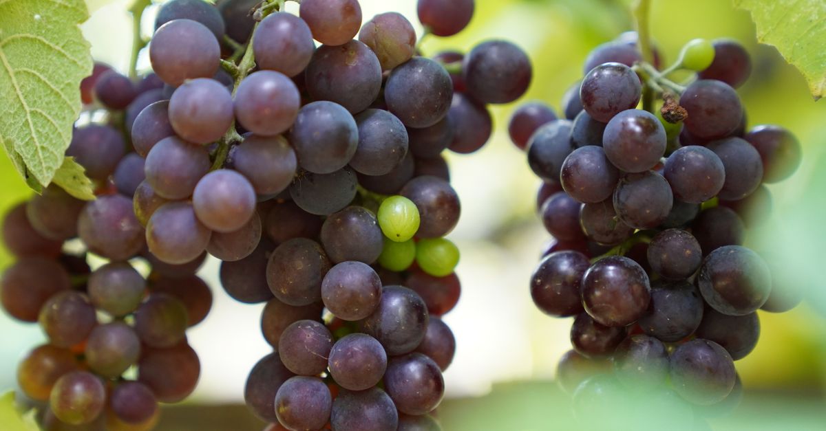 Grape Crop Ripe Close-Up of Ripe Purple Grapes in Vineyard · Free Stock Photo
