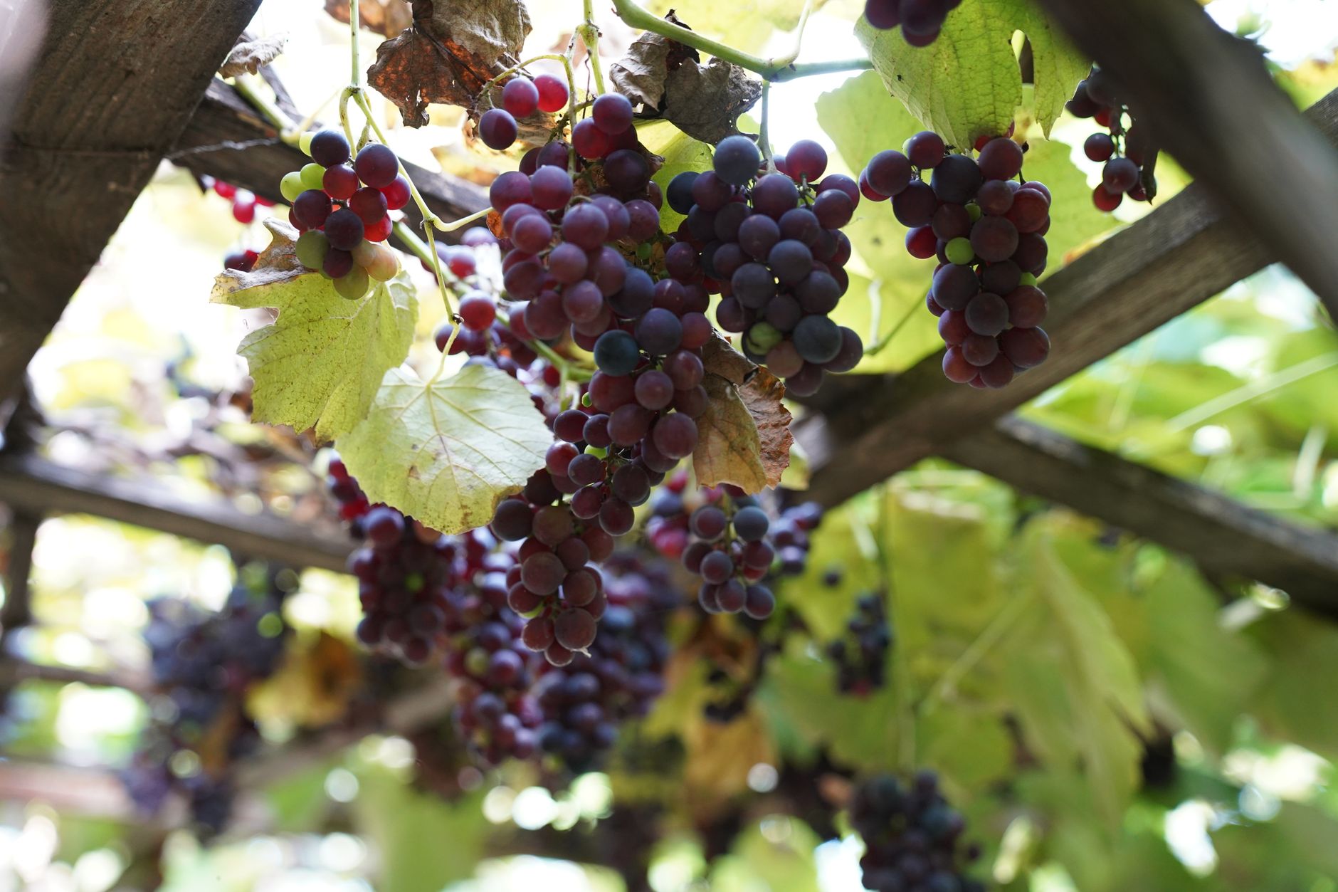 Resveratrol longevity benefits — Clusters of ripe grapes hang on a vineyard trellis, basking in natural sunlight.