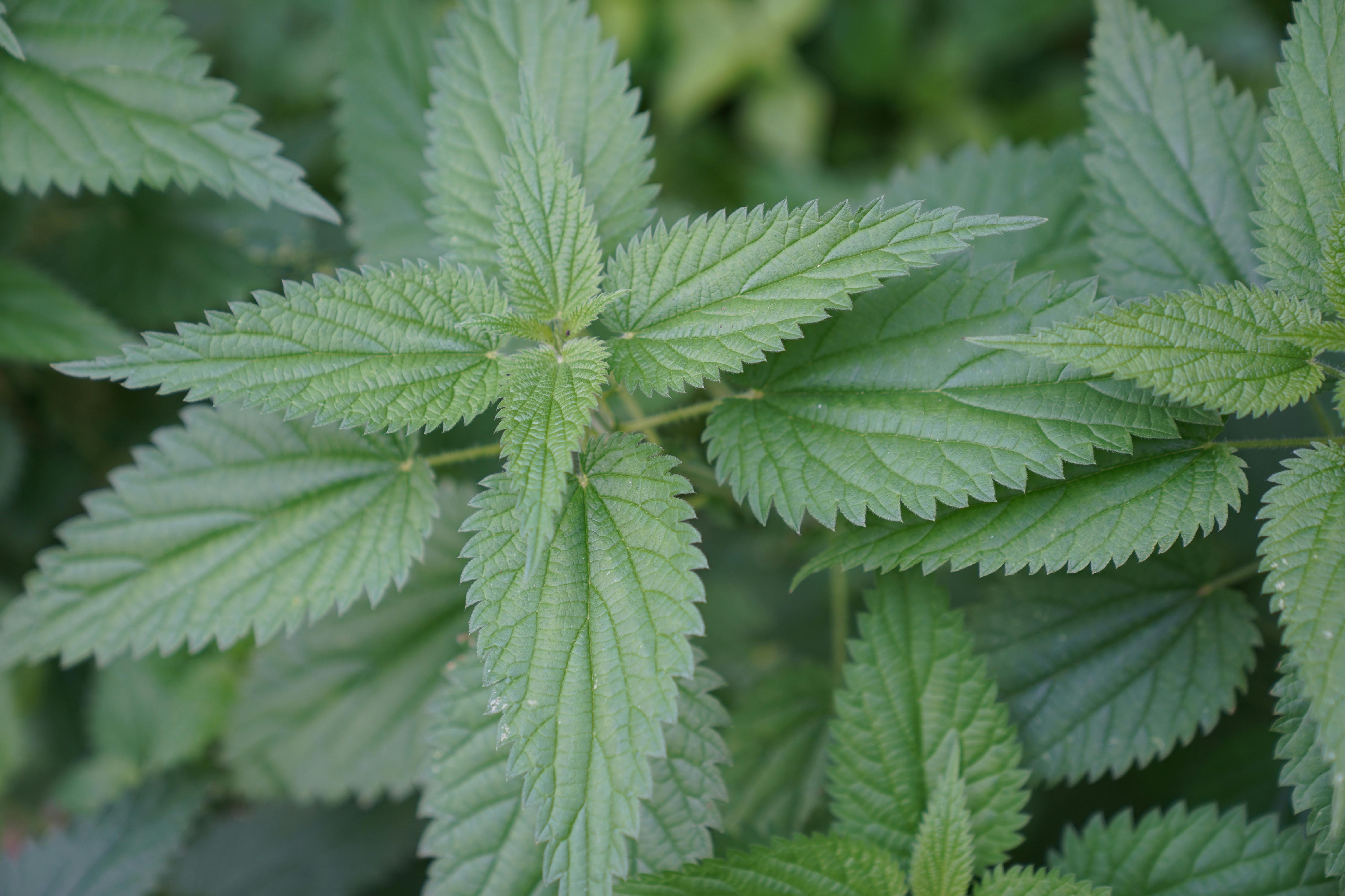 cannabis, hemp oil, cannabis benefits — Photo by Tahir Xəlfə on Pexels