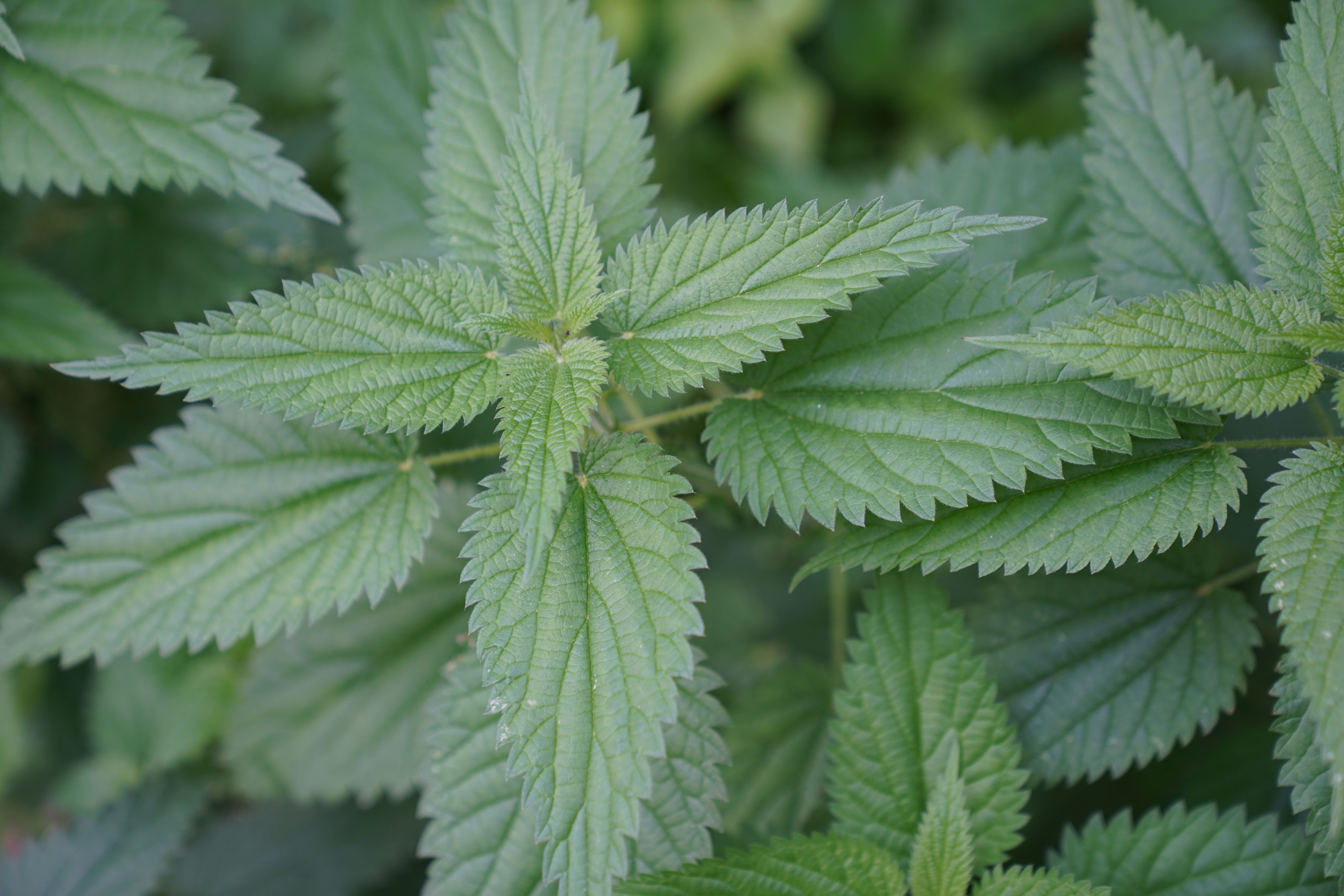 Close-up of Fresh Green Stinging Nettle Leaves · Free Stock Photo