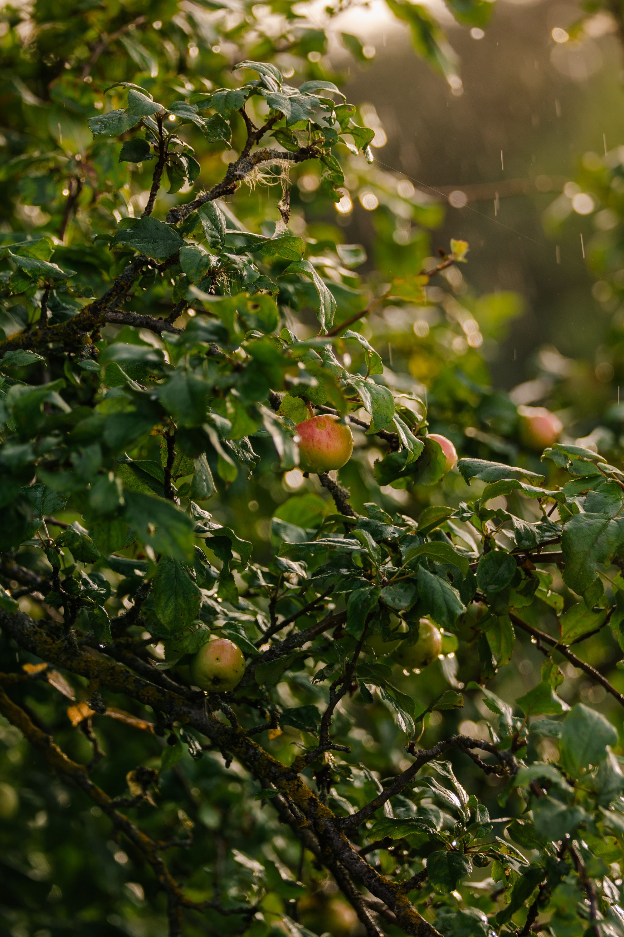 Lush apple tree with rain-soaked leaves and fruits during sunset, creating a serene, natural scene.