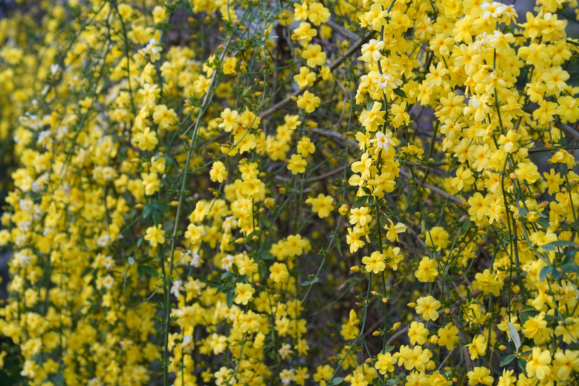 Vibrant yellow jasmine flowers in full bloom, capturing the essence of spring.