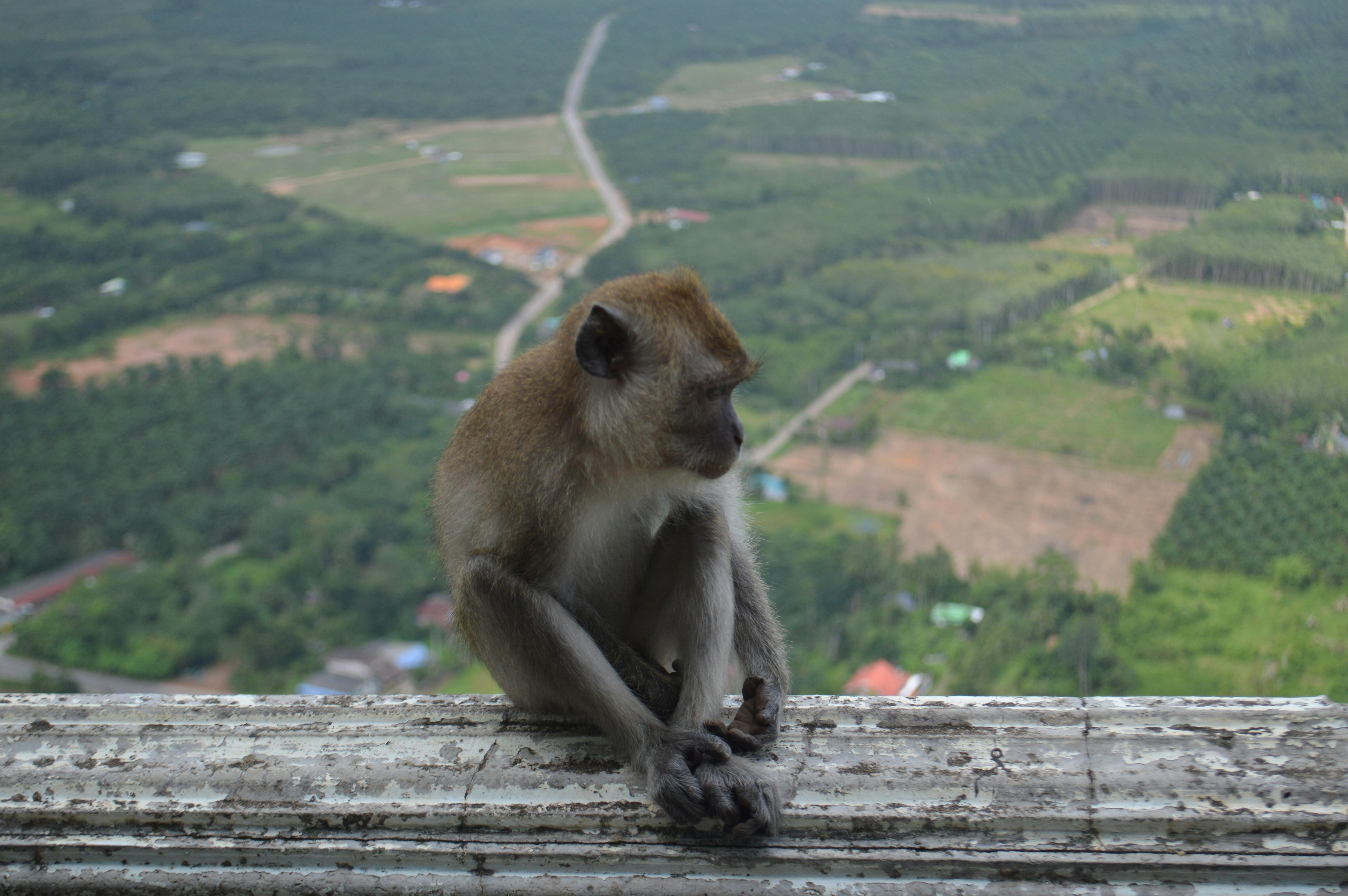 Unobtrusive Observation Methods for Effective Research