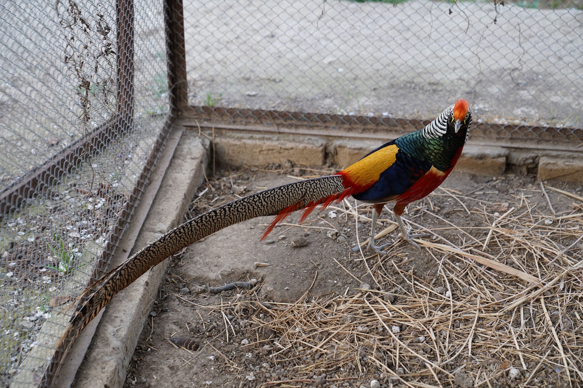 A vibrant Golden Pheasant with a long tail in a cage setting, showcasing vivid colors.