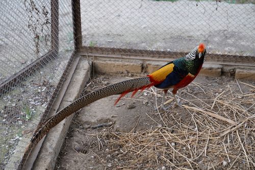 Free A vibrant Golden Pheasant with a long tail in a cage setting, showcasing vivid colors. Stock Photo
