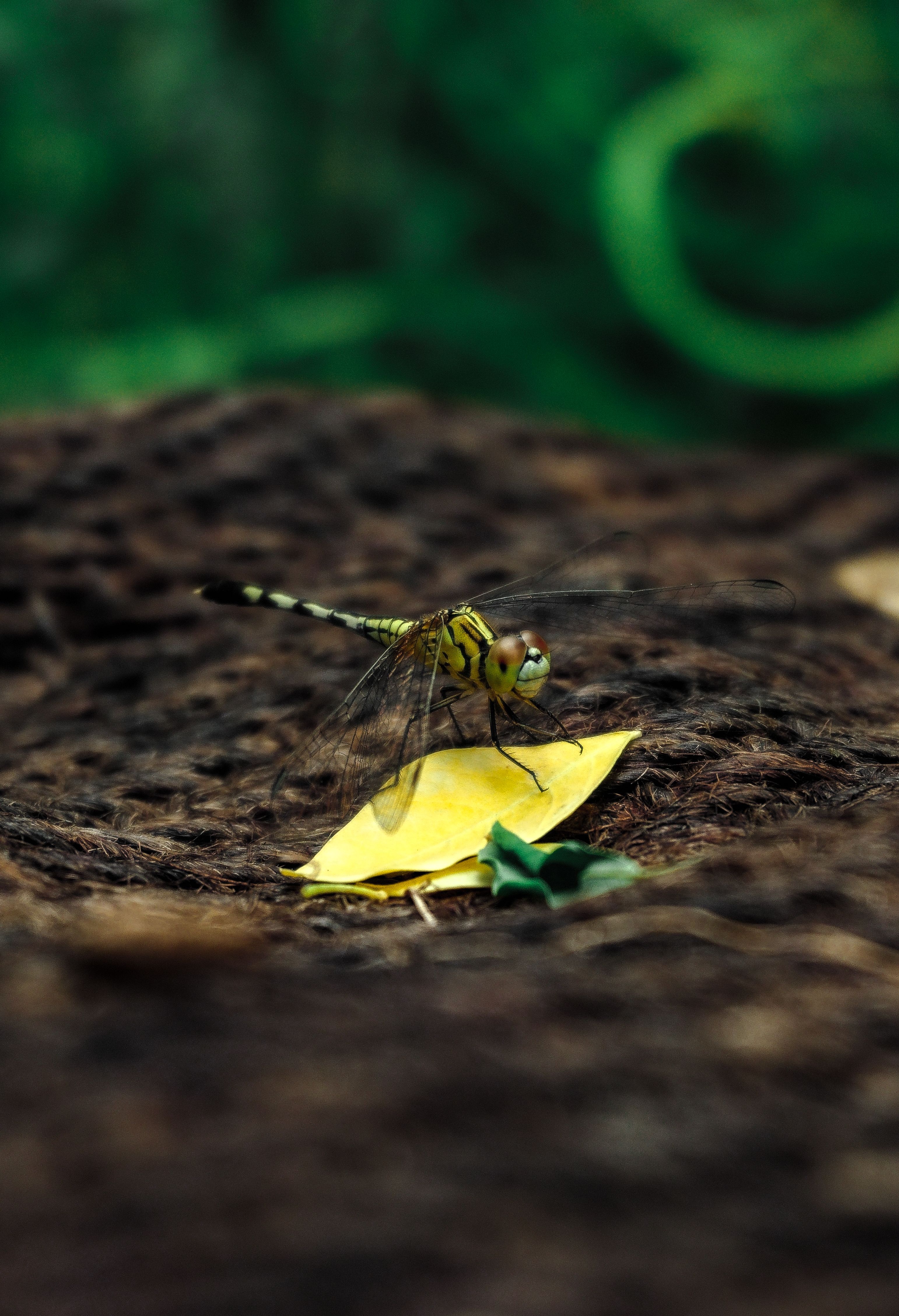 Closeup of Chalky Percher Dragonfly on Yellow Leaf · Free Stock Photo