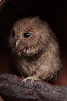 A detailed shot of a brown owl perched, highlighting its intricate feather texture.