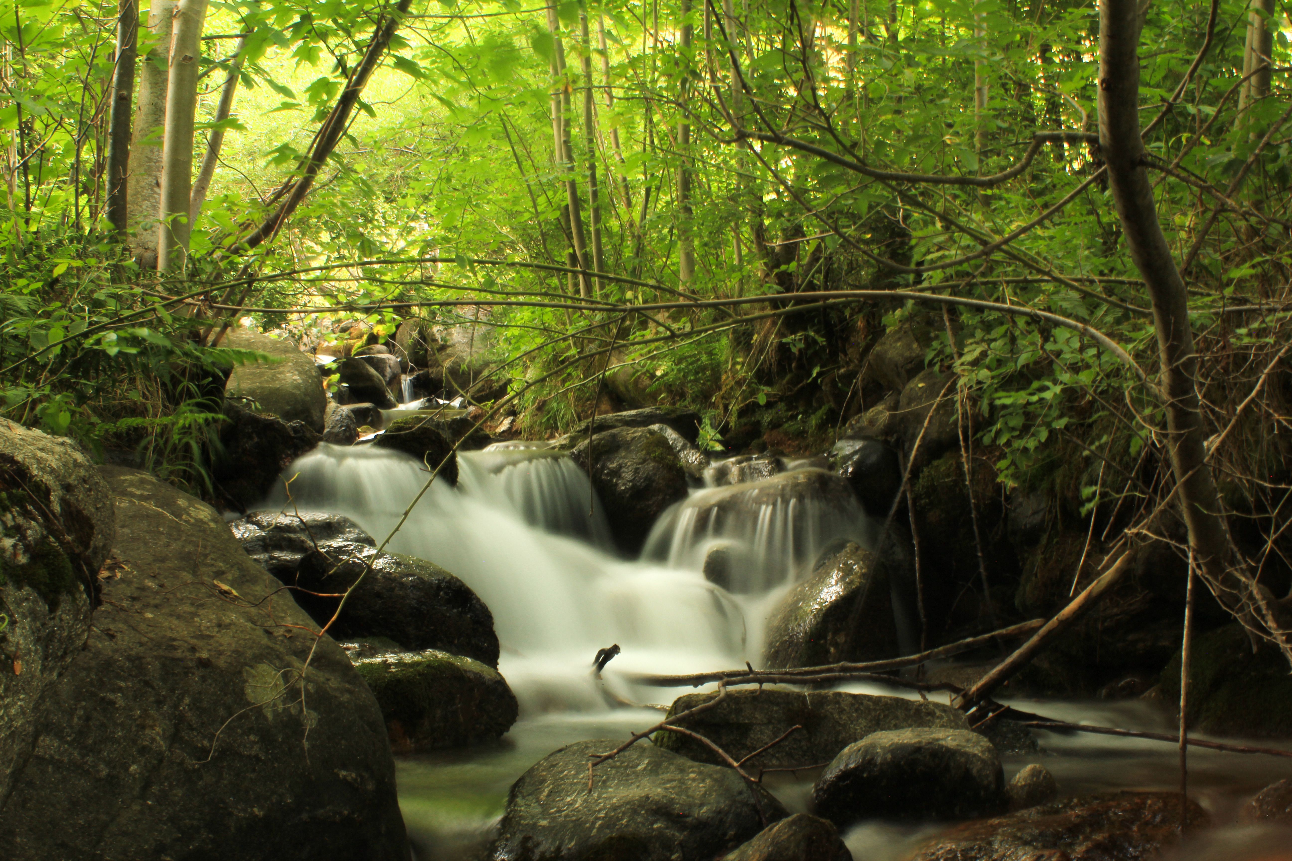 Tranquil Forest Stream Cascading Over Rocks · Free Stock Photo