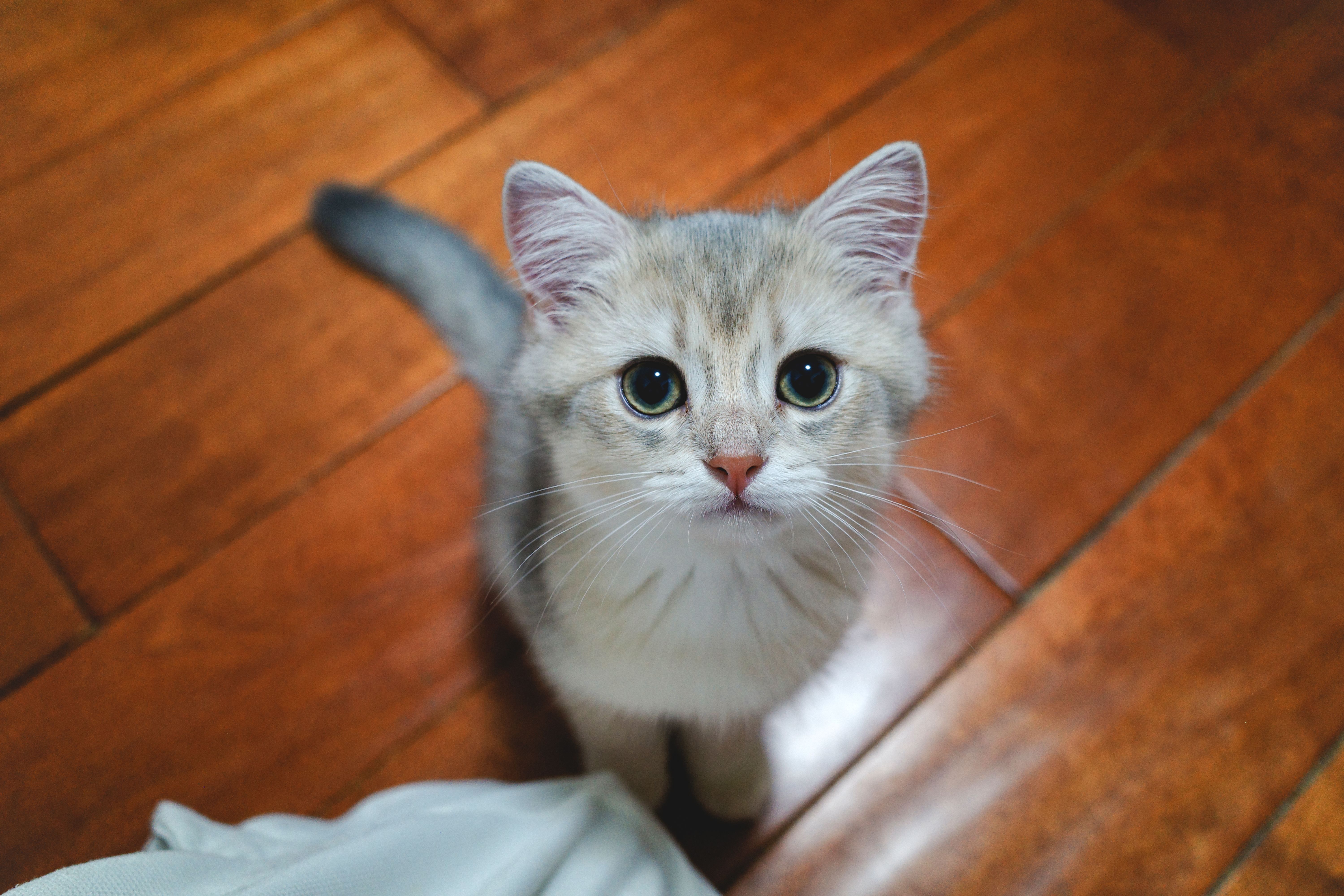 Adorable Kitten on Wooden Floor Indoors · Free Stock Photo