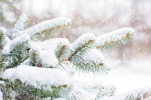 Free Snow Covering Pine Tree Stock Photo
