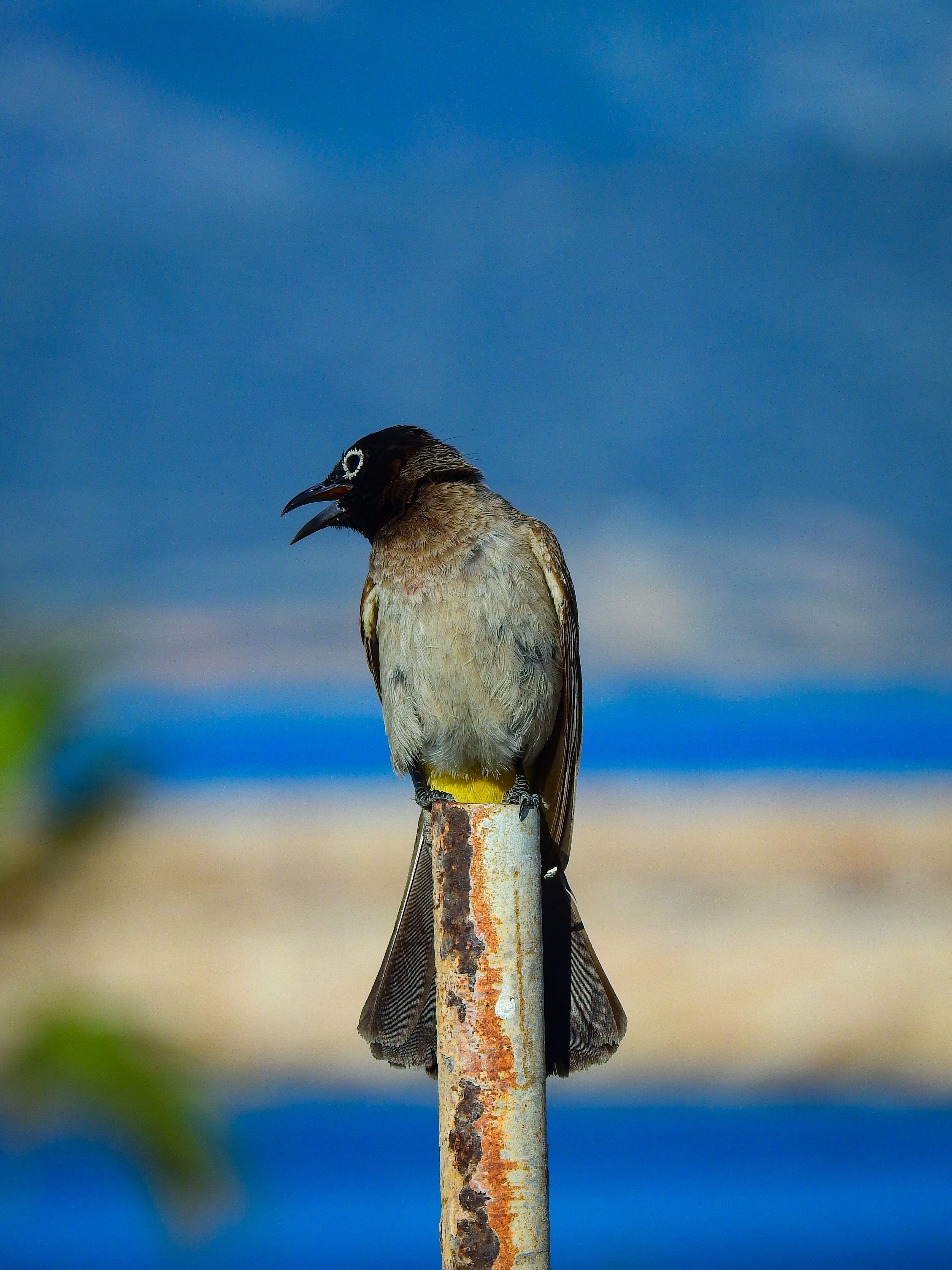 White-spectacled bulbul bird perched on a rusty pole with blue sea background in Mersin, Türkiye.
