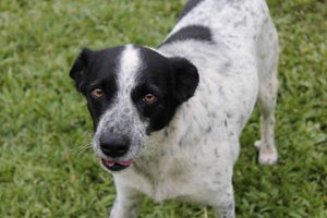 Dog stock photo used for demo profile Poppy