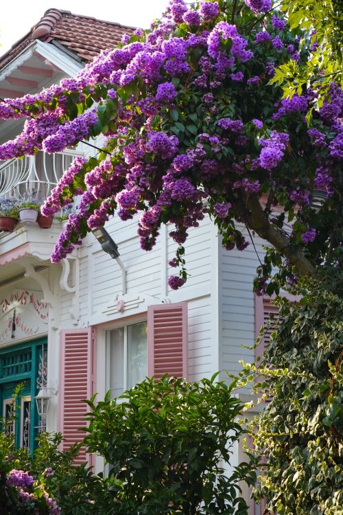 Free Beautiful house exterior with overhanging purple flowers creating a picturesque scene. Stock Photo