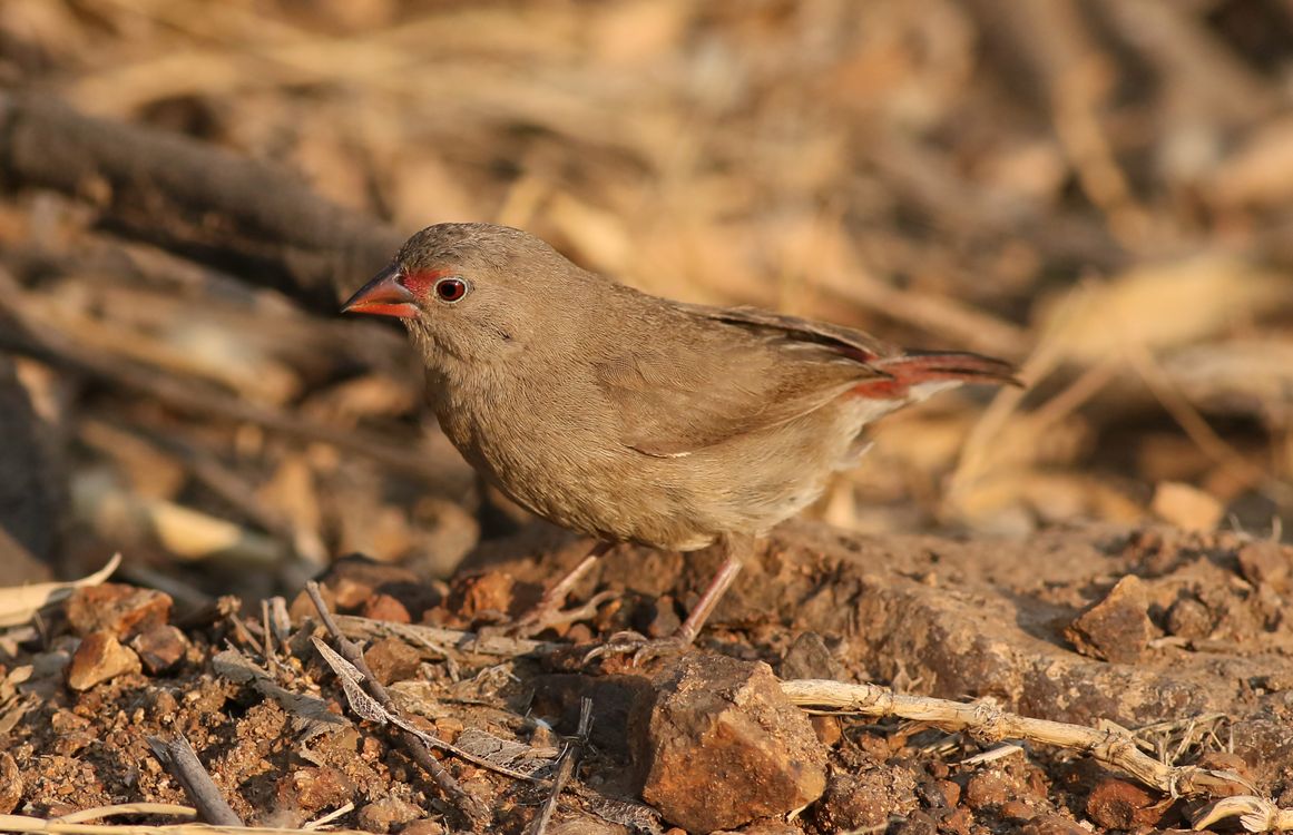 Fire Finch Red-Billed Firefinch in Natural Habitat · Free Stock Photo