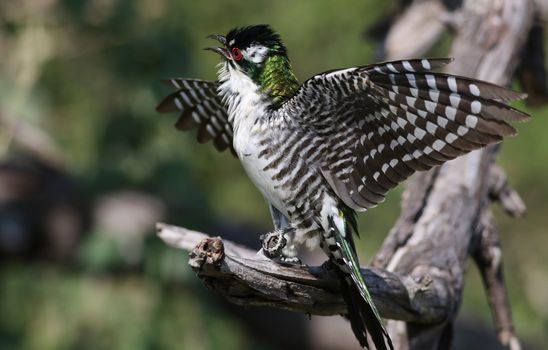Vibrant Diederik Cuckoo with wings spread on a sunny day in natural habitat.