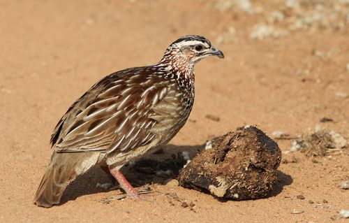 Free A crested francolin (Dendroperdix sephaena) stands on sandy ground, showcasing its detailed feathers. Stock Photo
