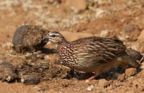 Free Close-up of a Crested Francolin (Dendroperdix sephaena) in the wild. Stock Photo