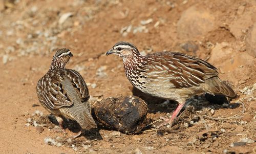 Free Two crested francolins walking on the ground in a nature park setting. Stock Photo