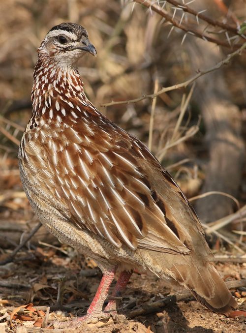 Free A crested francolin (Dendroperdix sephaena) standing in its natural habitat, showcasing intricate plumage. Stock Photo