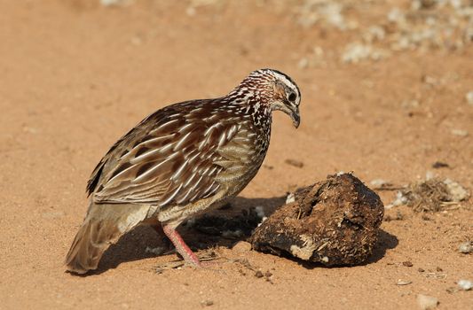 bird photo