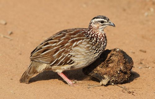 Free A crested francolin (Dendroperdix sephaena) foraging on sandy ground in a nature reserve, showcasing its detailed plumage. Stock Photo