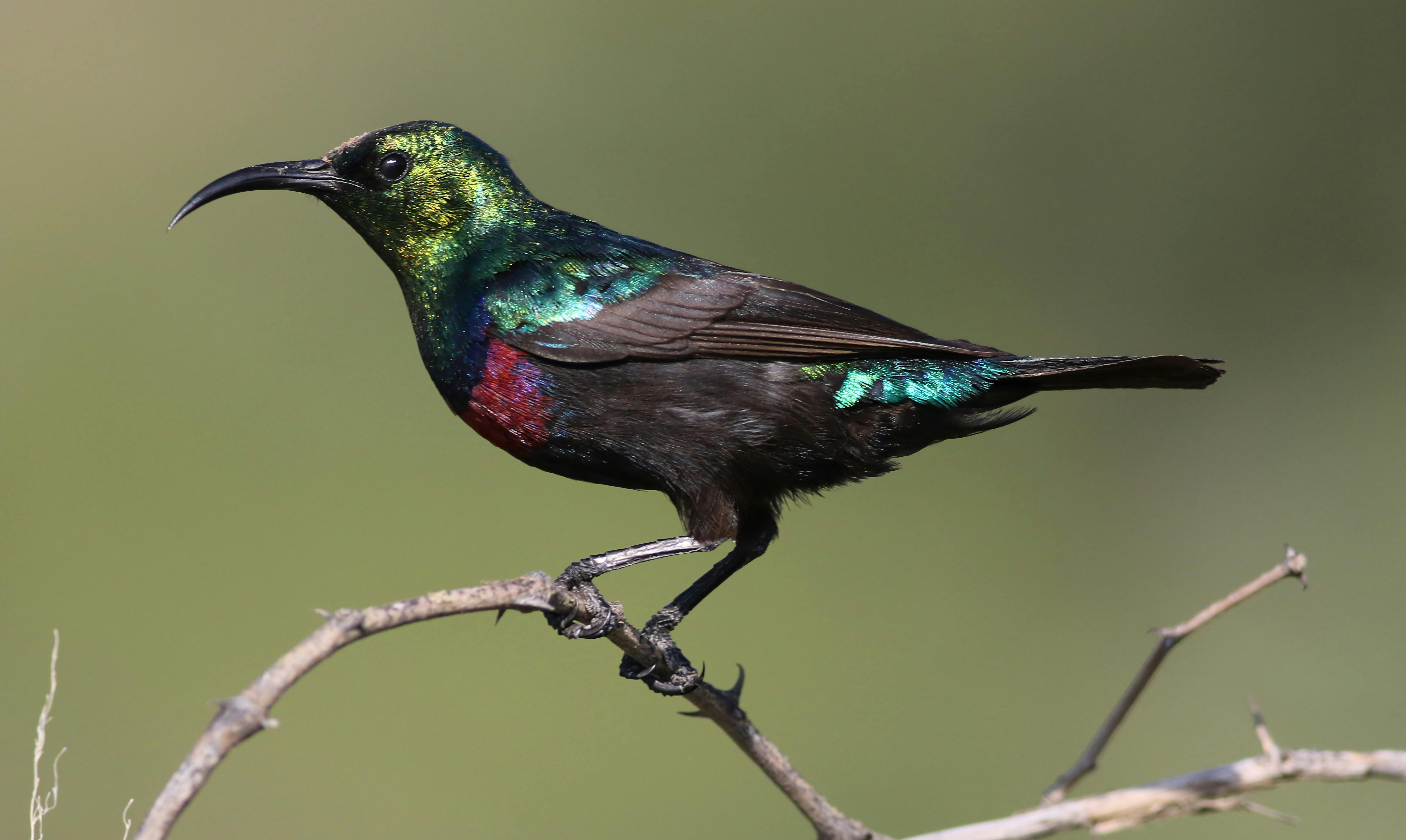 A stunning Marico Sunbird displaying colorful plumage on a branch in natural habitat.