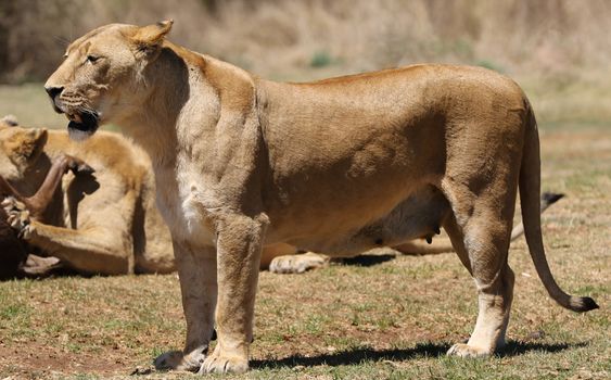 A group of African lions (Panthera leo) resting in their natural savannah habitat, showcasing wildlife beauty.