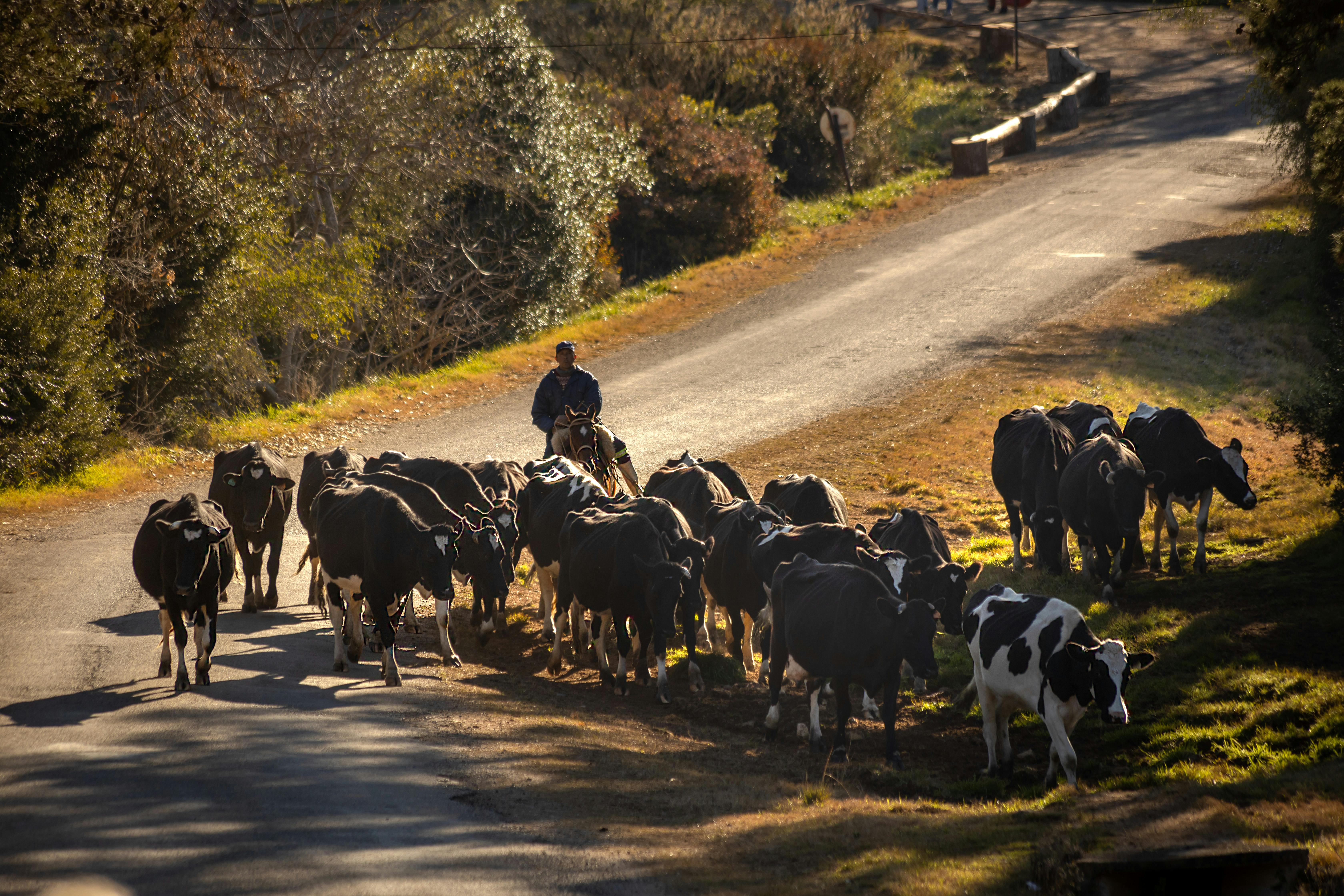 Rebanho de vacas leiteiras sendo guiado por fazendeiro, ilustrando manejo e eficiência reprodutiva.