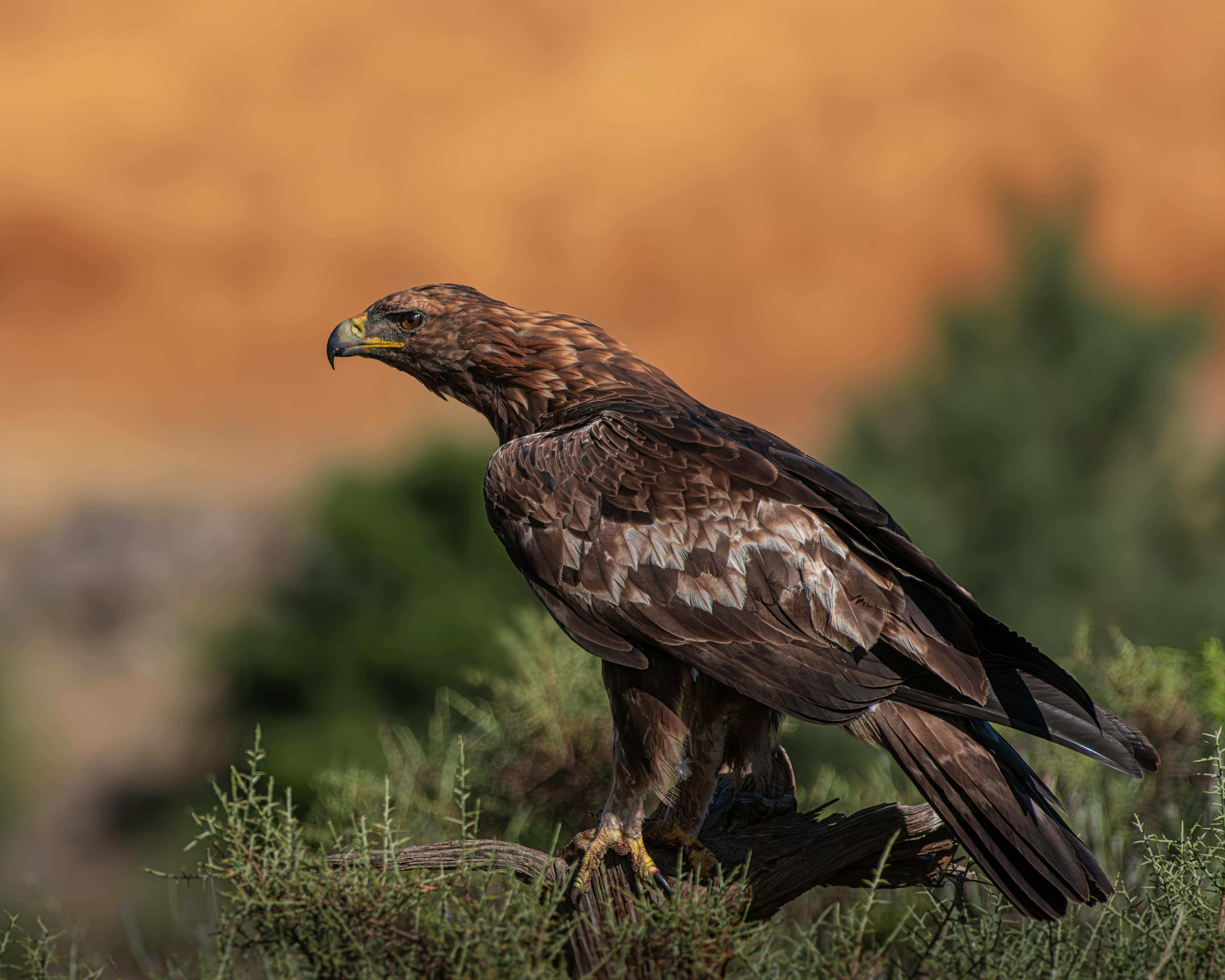 金雕有望重返英格兰！消失150年后，英国政府拨款100万英镑启动恢复计划