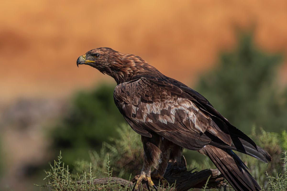 aigle de sang - L’aigle de sang dans la culture populaire et conclusion