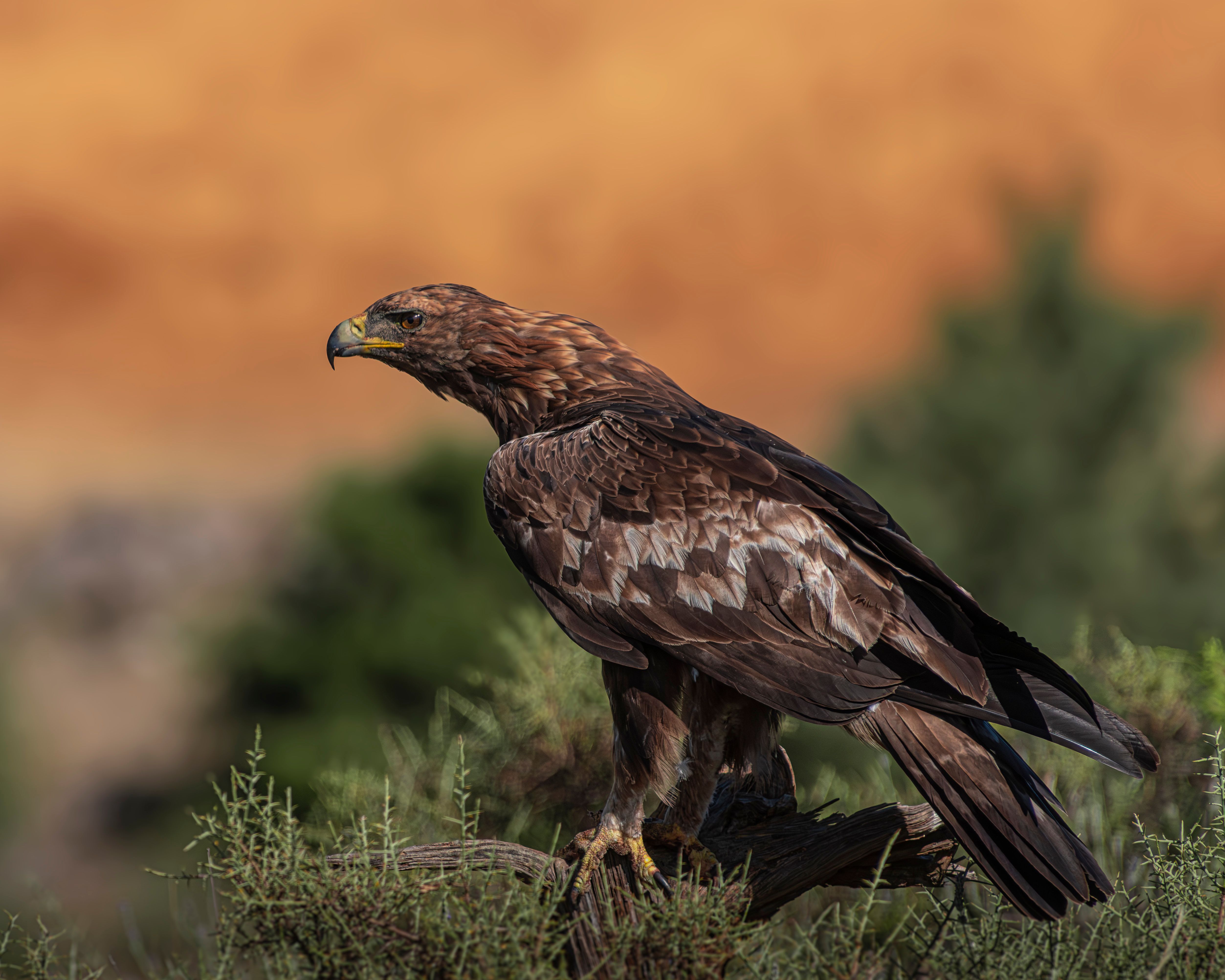 Majestic Golden Eagle Perched in Wild Habitat · Free Stock Photo