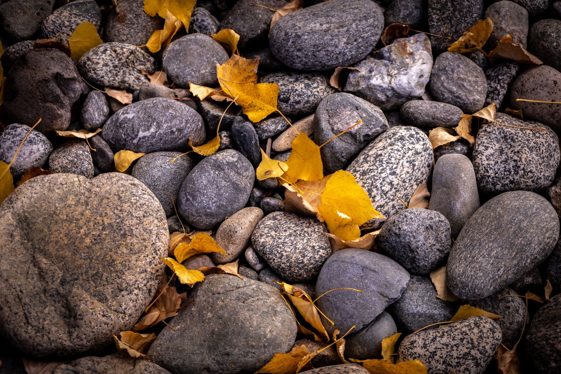 Yellow autumn leaves scattered over smooth stones in San Carlos de Bariloche.