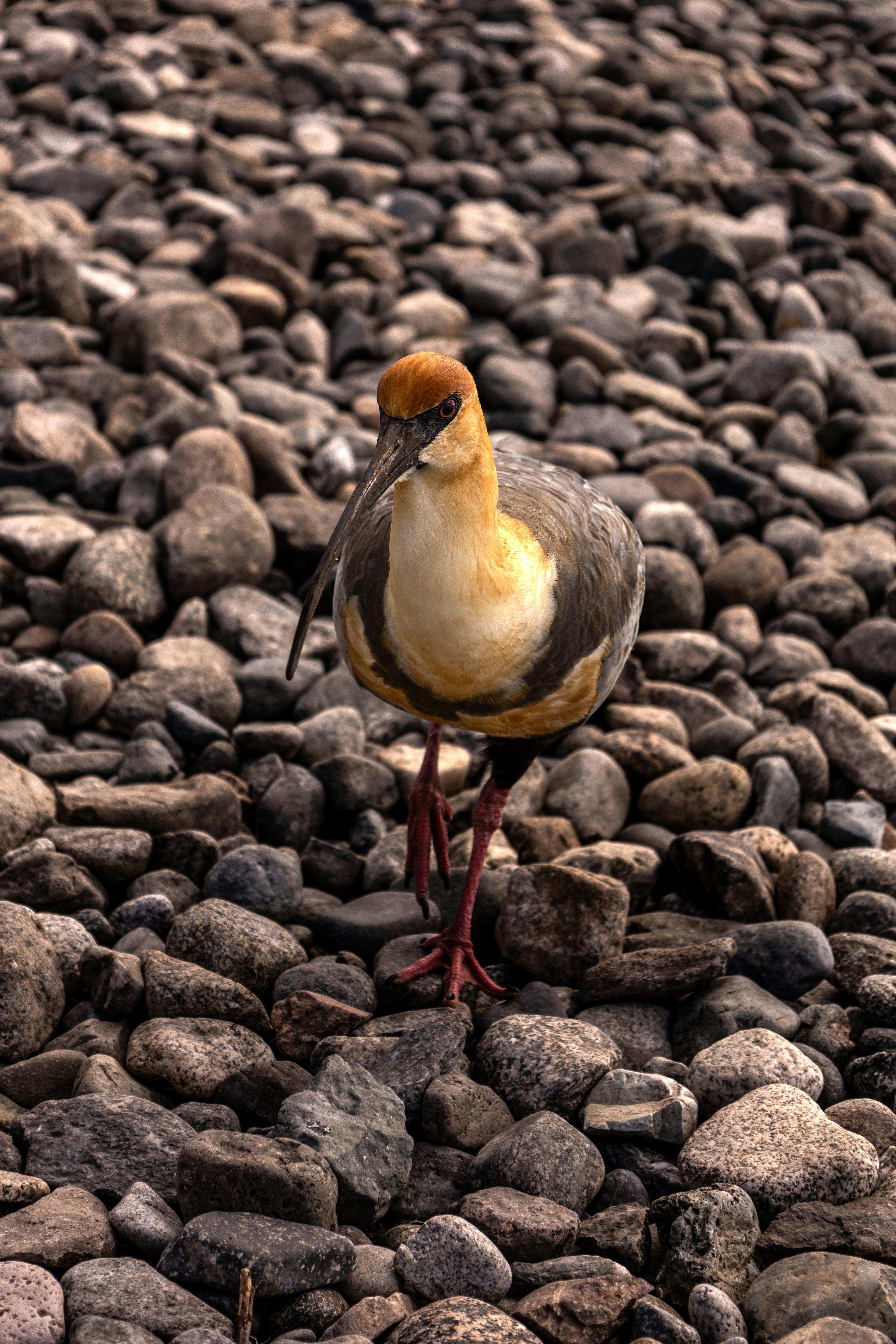 Close-up of a Black-faced Ibis (Theristicus melanopis) standing on rocks in San Carlos de Bariloche's beautiful natural setting.