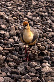 Close-up of a Black-faced Ibis (Theristicus melanopis) standing on rocks in San Carlos de Bariloche's beautiful natural setting.
