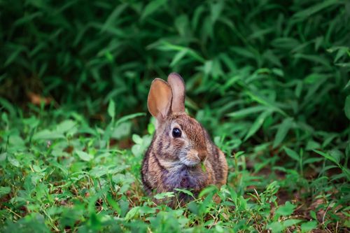 Free A wild rabbit sitting in lush green foliage, captured outdoors during the day. Stock Photo