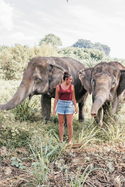 Женщина, стоящая рядом со слонами