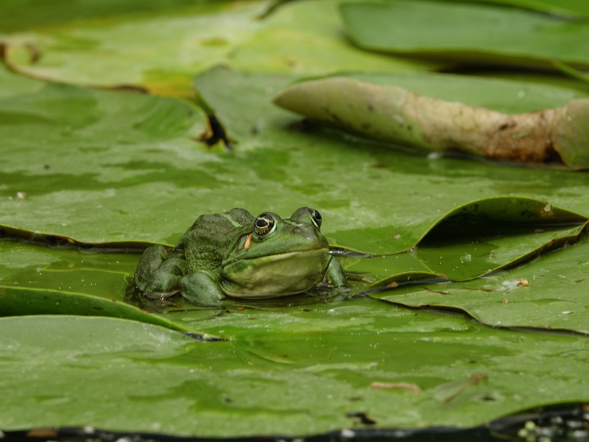 A vibrant green frog rests on a waterlily leaf in Mila 23, Tulcea, Romania.