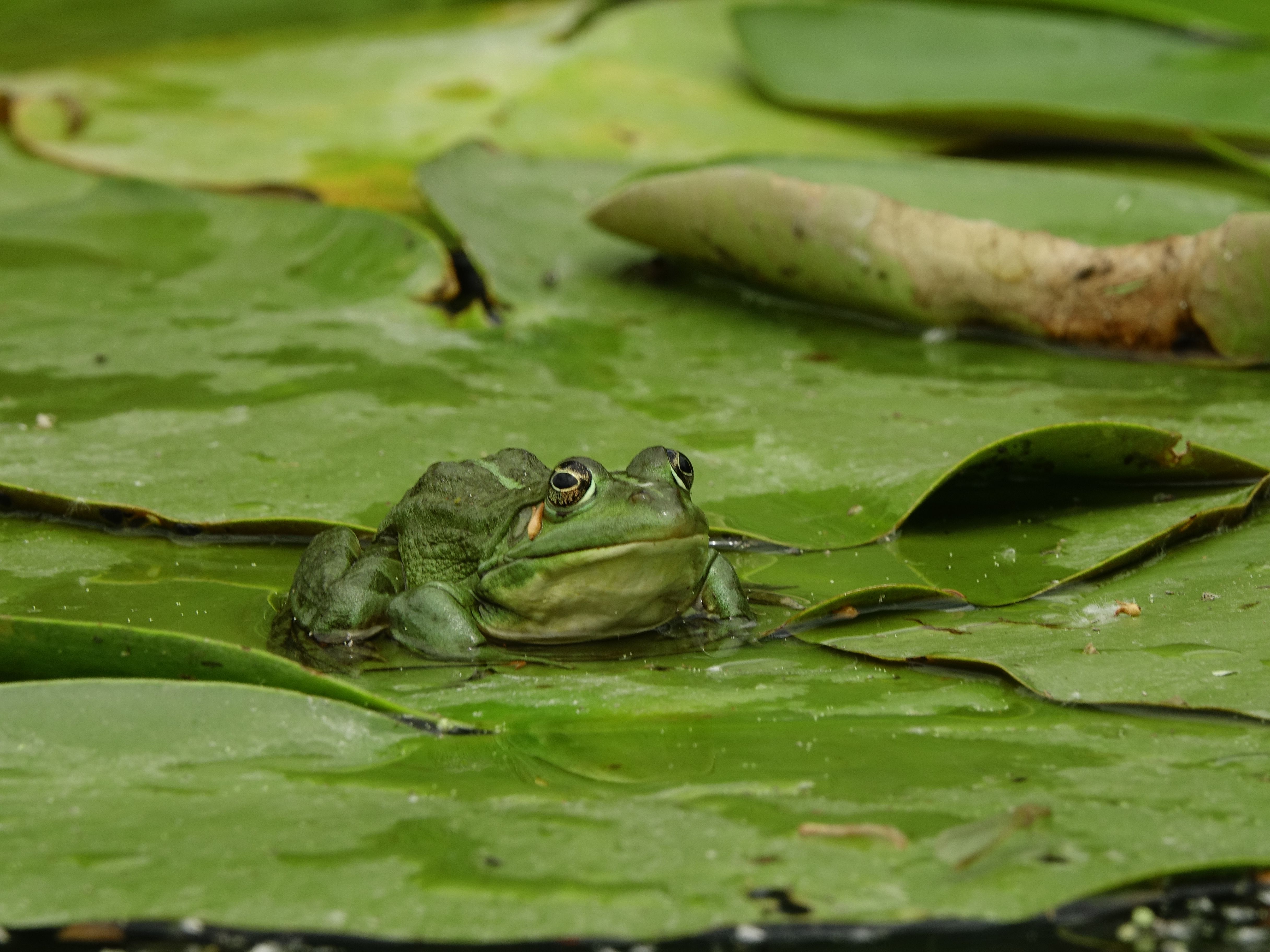 American Bullfrog Photos, Download The BEST Free American Bullfrog ...