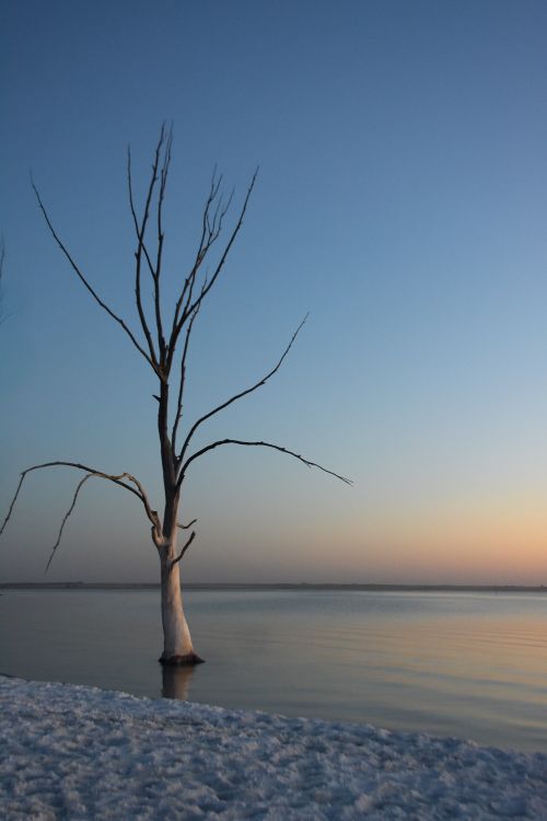 Free A lone bare tree stands in the tranquil waters of Lago Epecuen at sunset. Stock Photo
