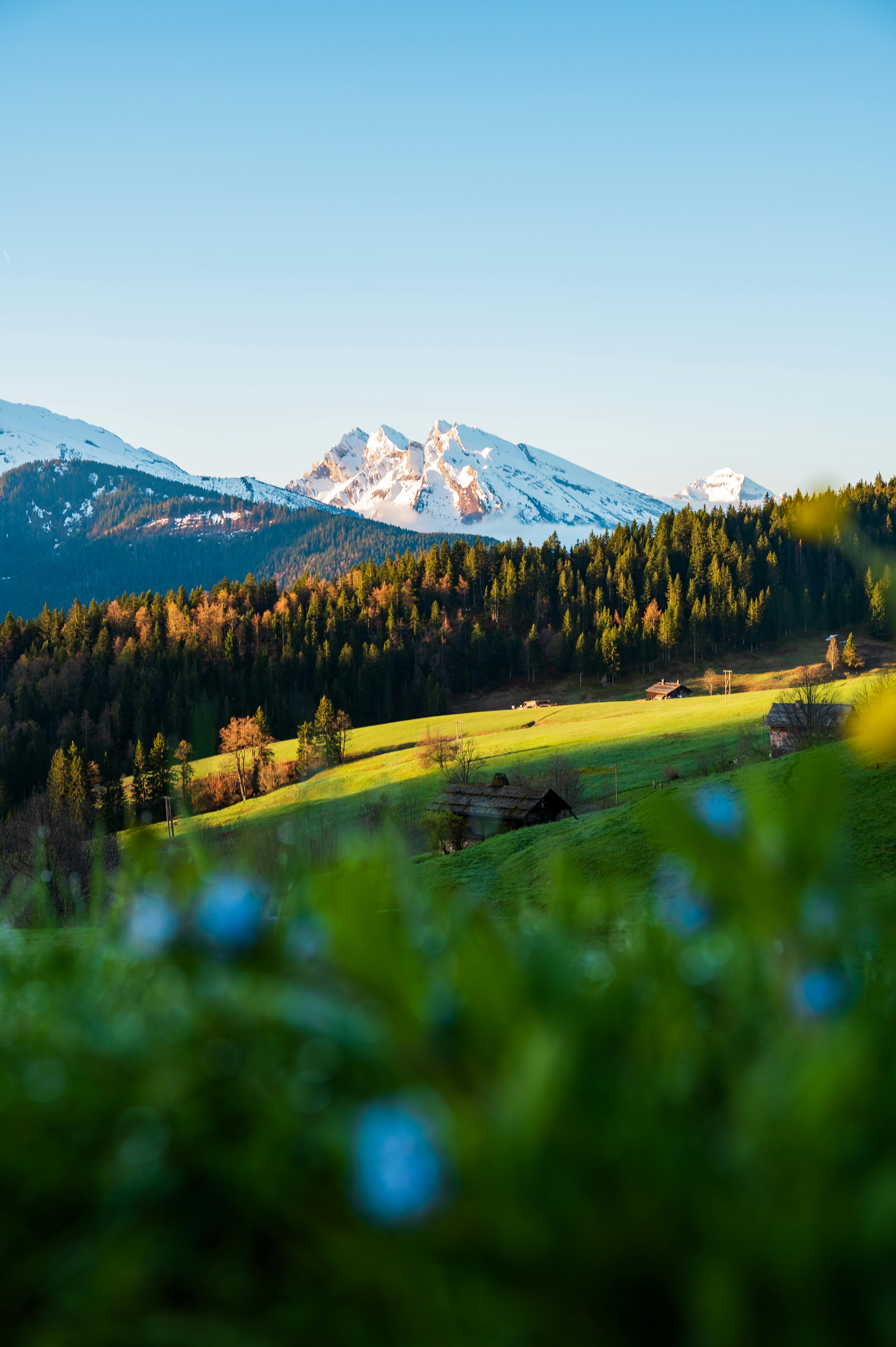 Picturesque view of snow-capped mountains and lush fields in spring with blue flowers in the foreground.