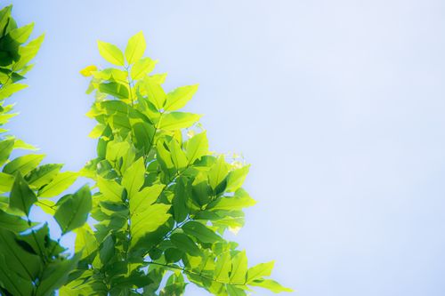 Free Bright green leaves in sunlight against a clear blue sky, embodying the essence of a sunny summer day. Stock Photo