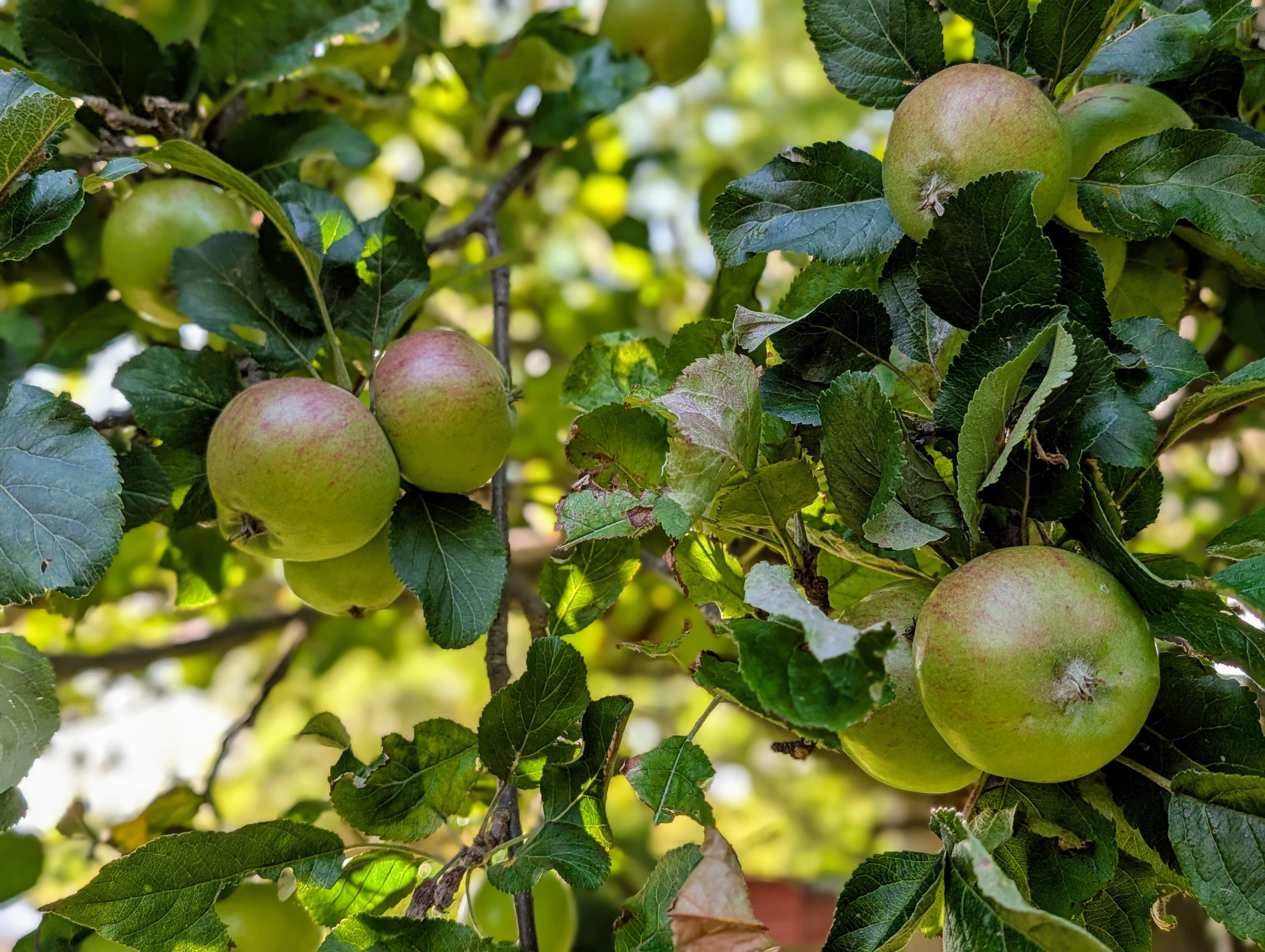 Fresh Green Apples on a Tree Branch in Summer · Free Stock Photo