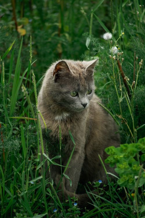 Free A serene gray cat sitting amidst vibrant green foliage, captured outdoors in Türkiye. Stock Photo