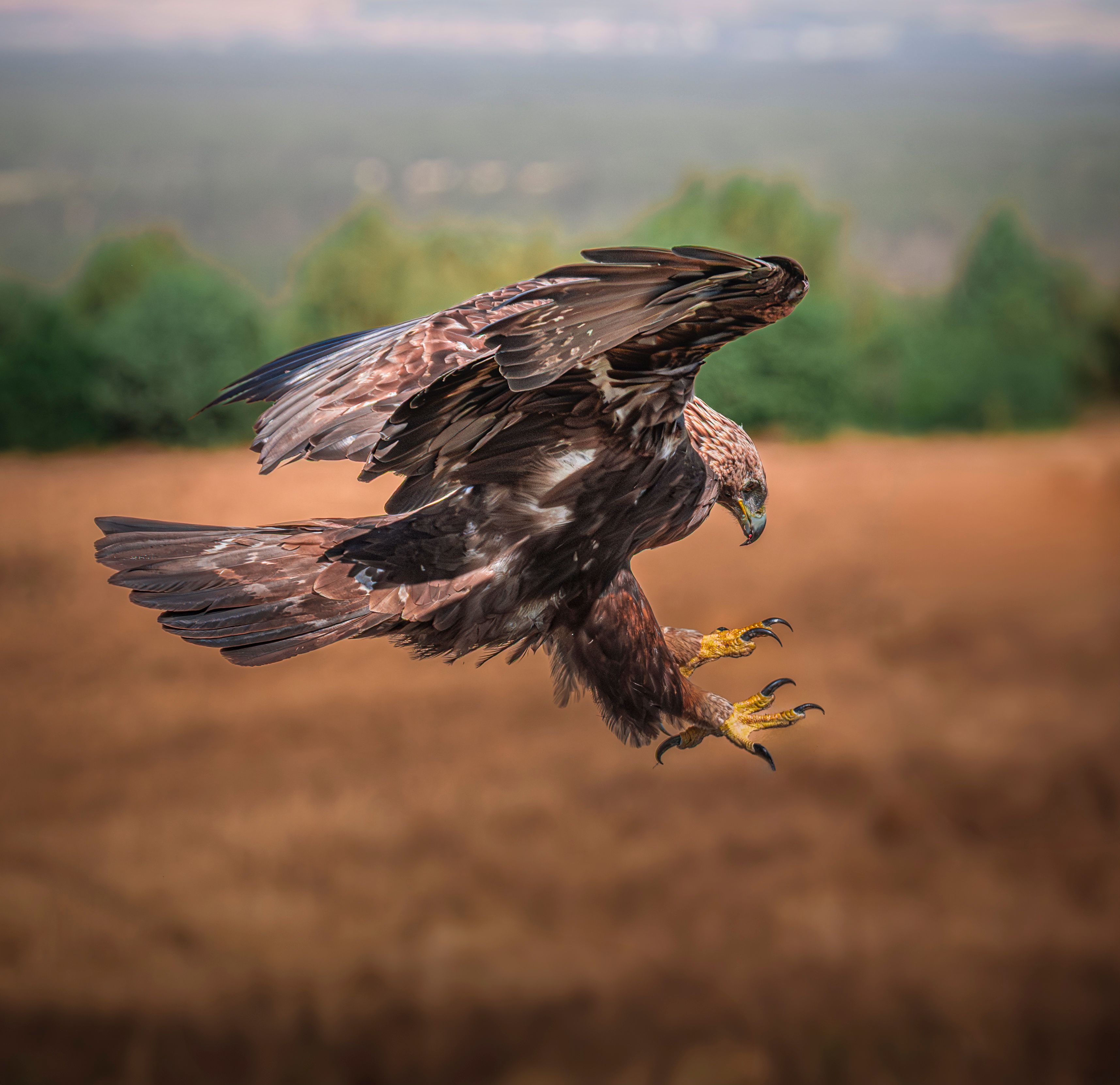 Golden eagles' return to English skies gets government backing