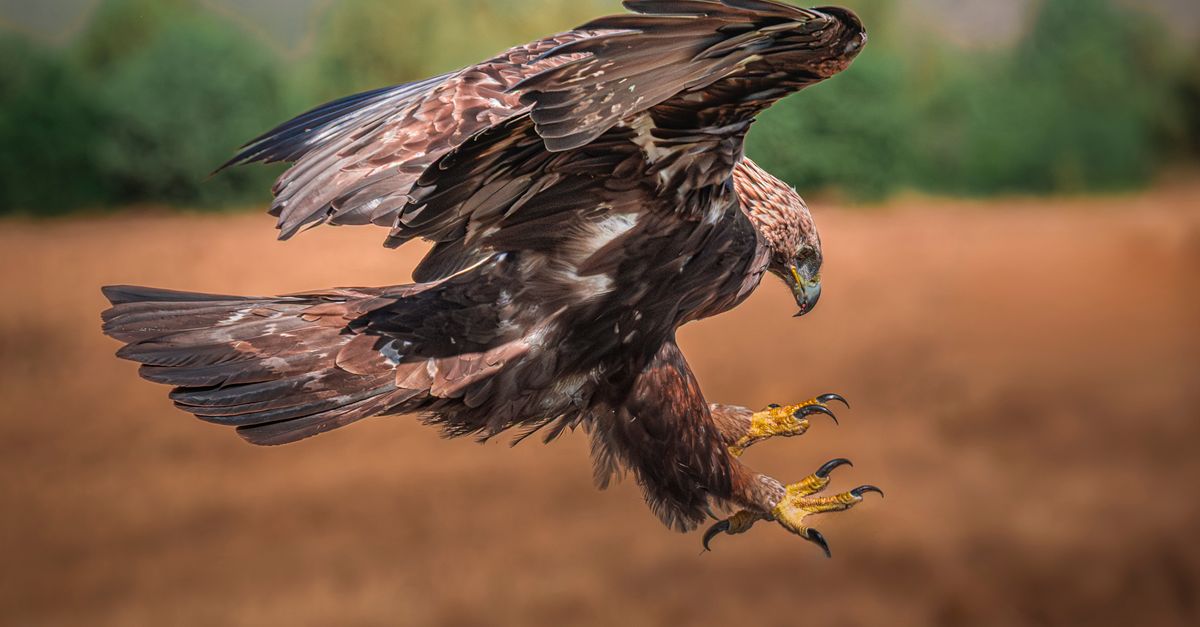 A golden eagle in mid-flight, showcasing its powerful wings and sharp talons, set against a blurred nature background.