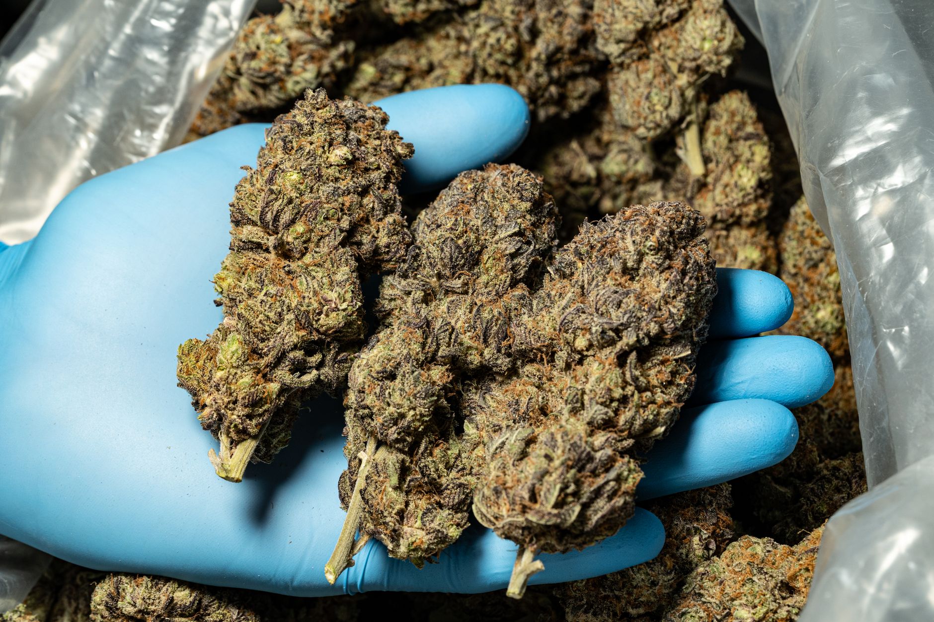 Cannabis dispensary on Connecticut Avenue NW Washington DC MrGreen dispensary Connecticut Avenue DC storefront near Van Ness neighborhood