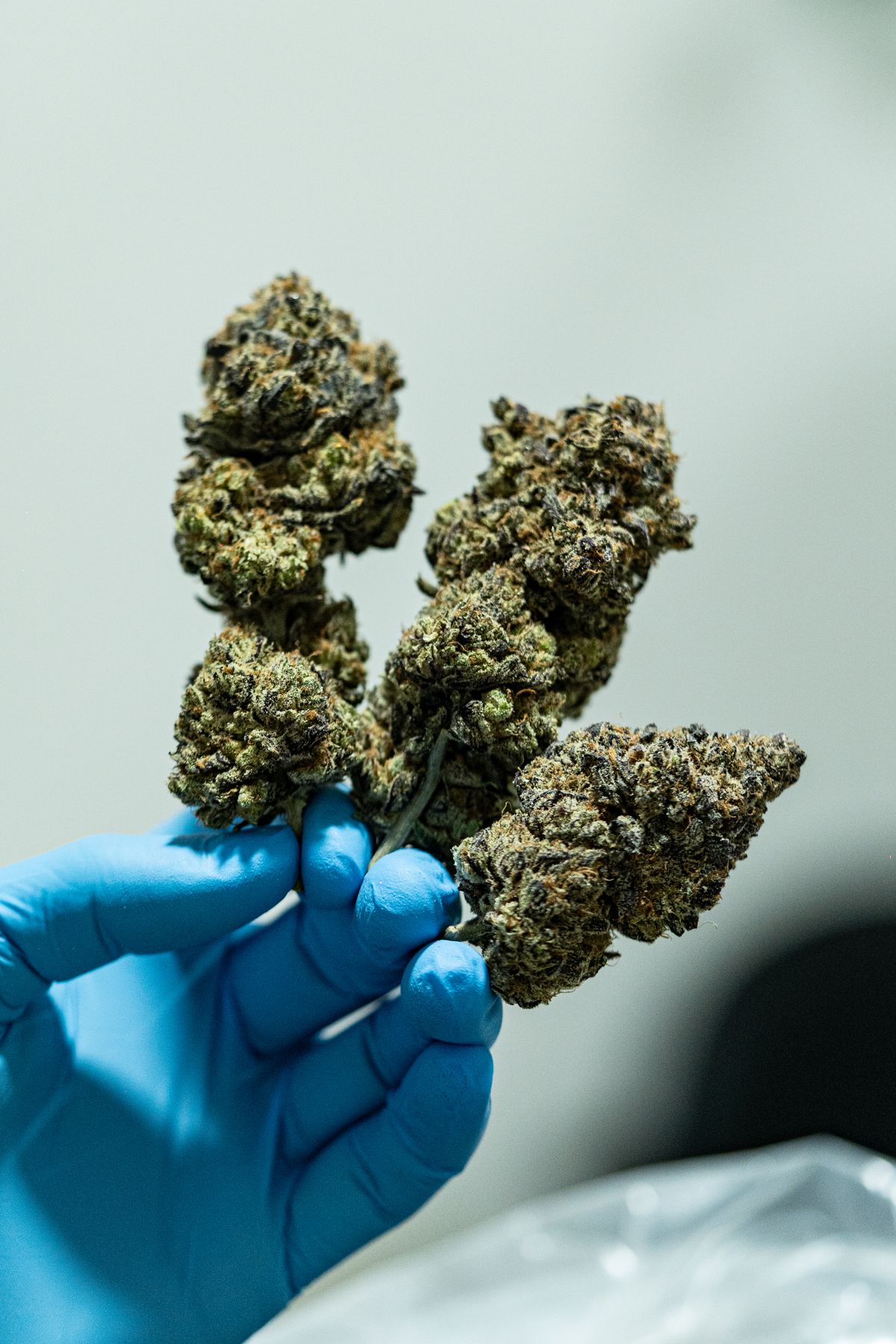 Premium cannabis flower held by a gloved hand